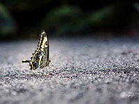 Schwalbenschwanz : Pappilorama Schmetterling Macro Natur